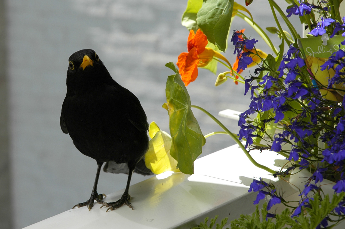 Blackbird waiting for me on my balcony.